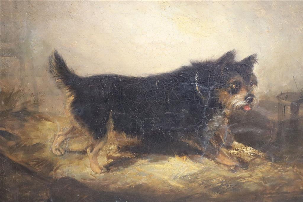 Circle of George Armfield, oil on canvas, Terrier in a stable, 28 x 33cm